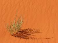 Florece el Desierto del Neguev - Asociaci&oacute;n Misionera de Iglesias Pentecostales